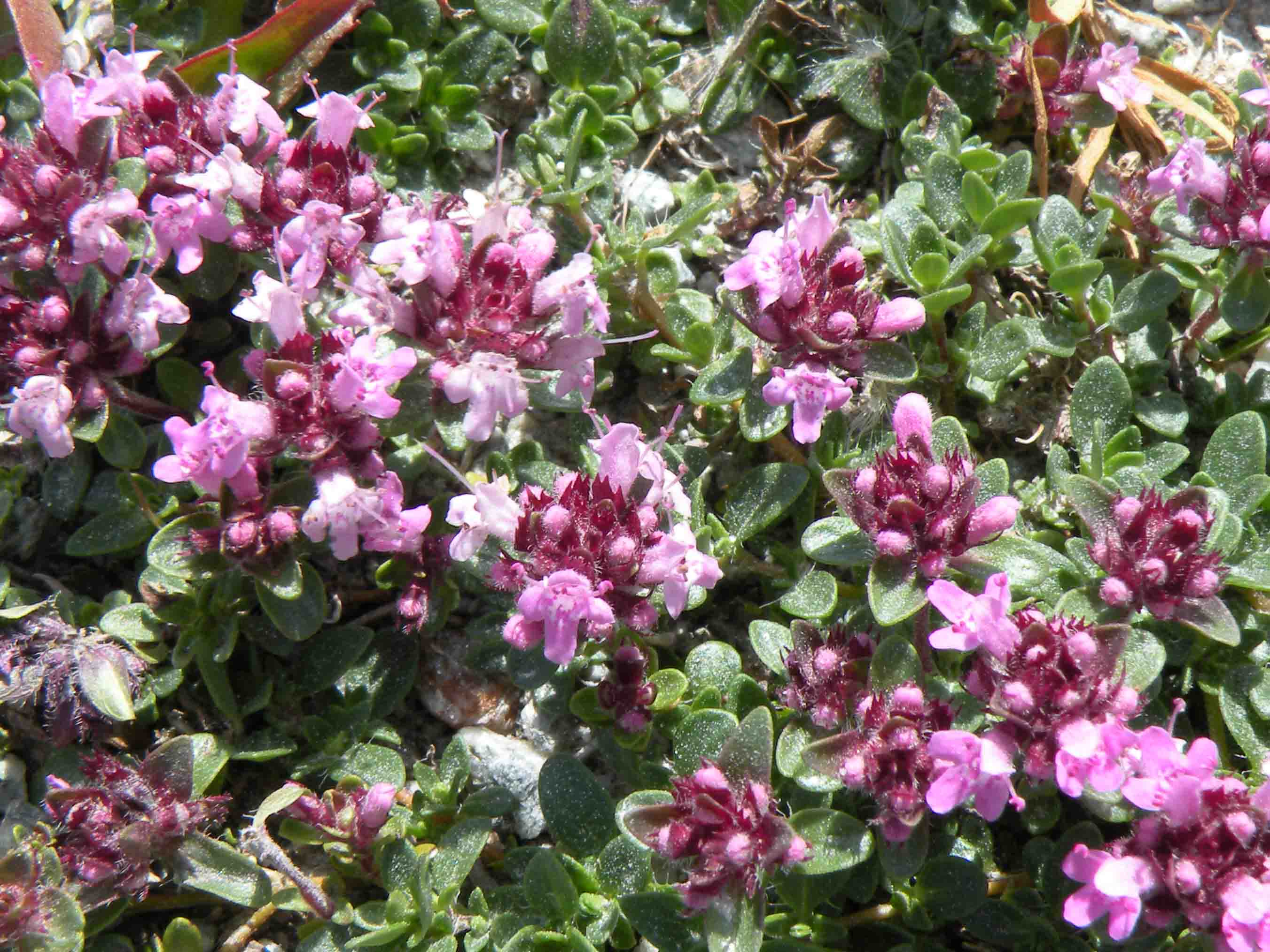 Pianta nel Moncenisio - Thymus sp.